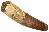 Fossil Spinosaurus Tooth - Real Dinosaur Tooth #329524-1